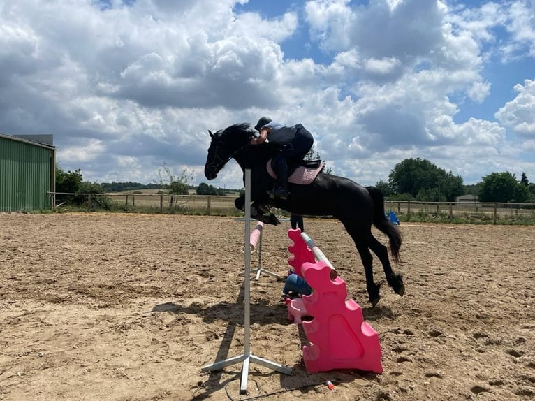 Arabo-Friesian Mare 9 years 15,3 hh Black in paulnay