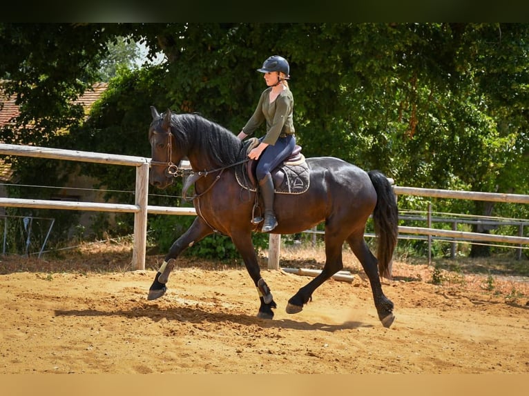 Arabo-Friesian Mare 9 years 15,3 hh Black in paulnay