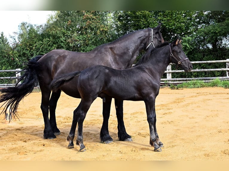 Arabo-Friesian Ogier 1 Rok Kara in Pouvrai