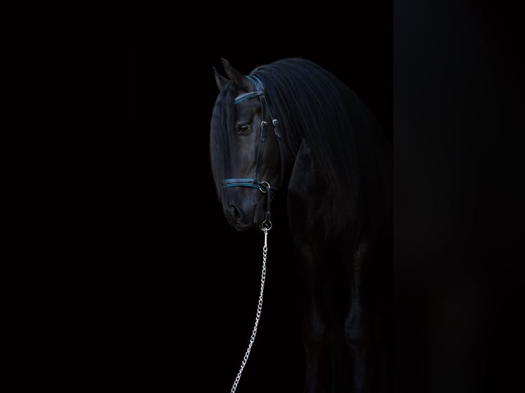 Arabo-Friesian Ogier 4 lat 162 cm Kara in Bad Bentheim