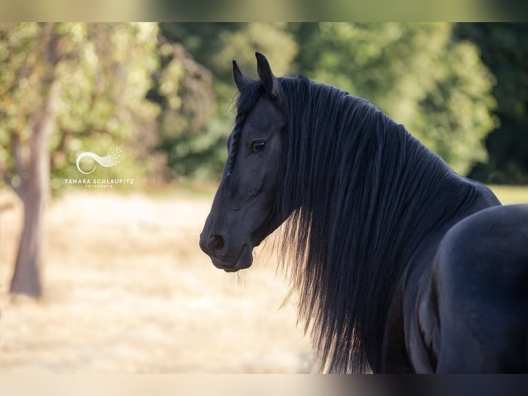 Arabo-Friesian Ogier 4 lat 162 cm Kara in Bad Bentheim