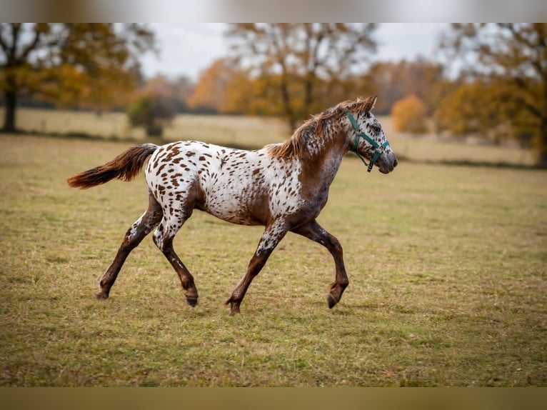 Arabo-Friesian Mix Ogier Źrebak (05/2026) 158 cm Kara in la rougerie