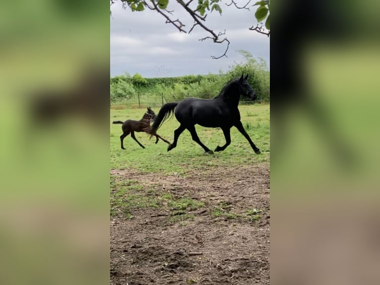 Arabo-Friesian Ogier Źrebak (05/2025) 165 cm Kara in Aardenburg