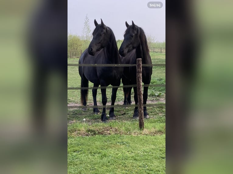 Arabo-Friesian Ogier Źrebak (05/2025) 165 cm Kara in Aardenburg