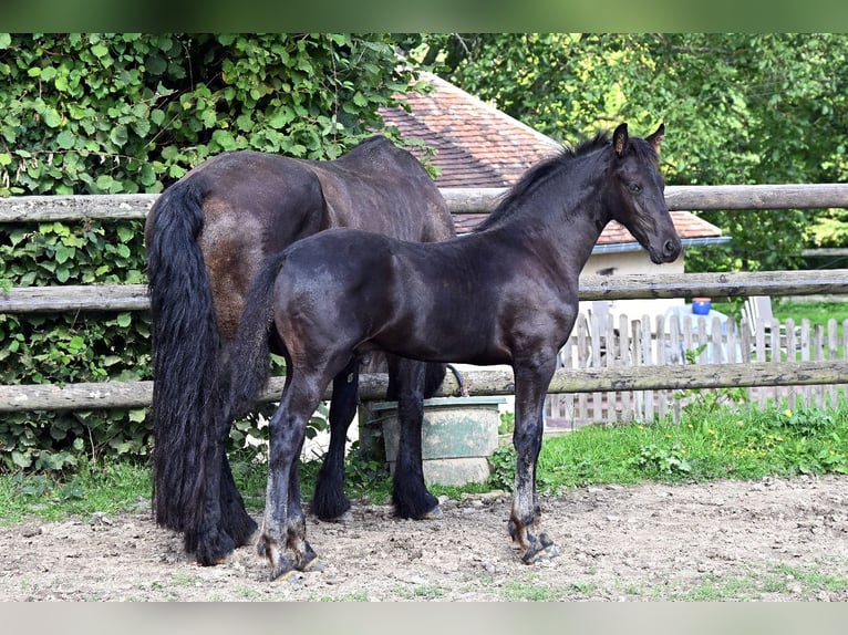 Arabo-Friesian Ogier Źrebak (05/2025) Kara in Pouvrai