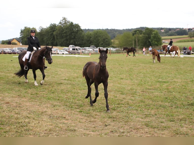 Arabo-Friesian Ogier Źrebak (05/2024) Kara in Aurach