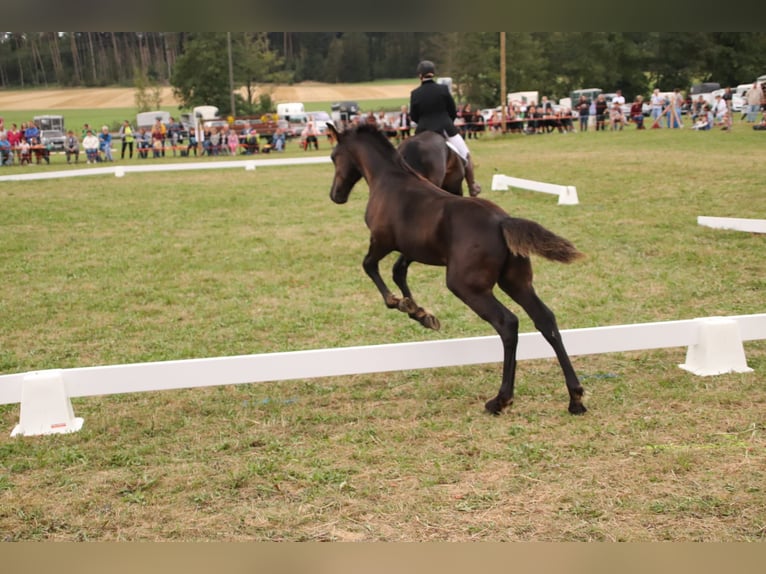 Arabo-Friesian Ogier Źrebak (05/2024) Kara in Aurach