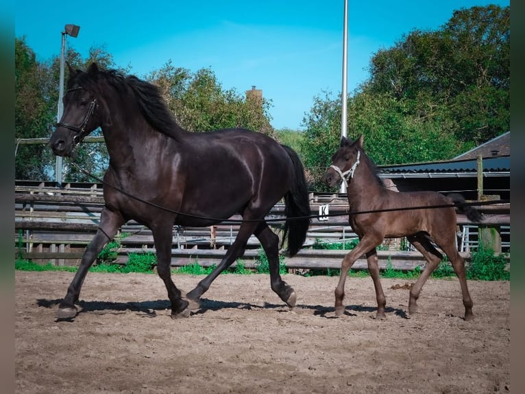 Arabo-Friesian Stallion 1 year Black in Oud Gastel