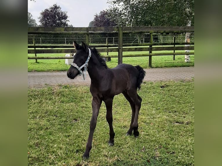 Arabo-Friesian Stallion 1 year Black in Oud Gastel