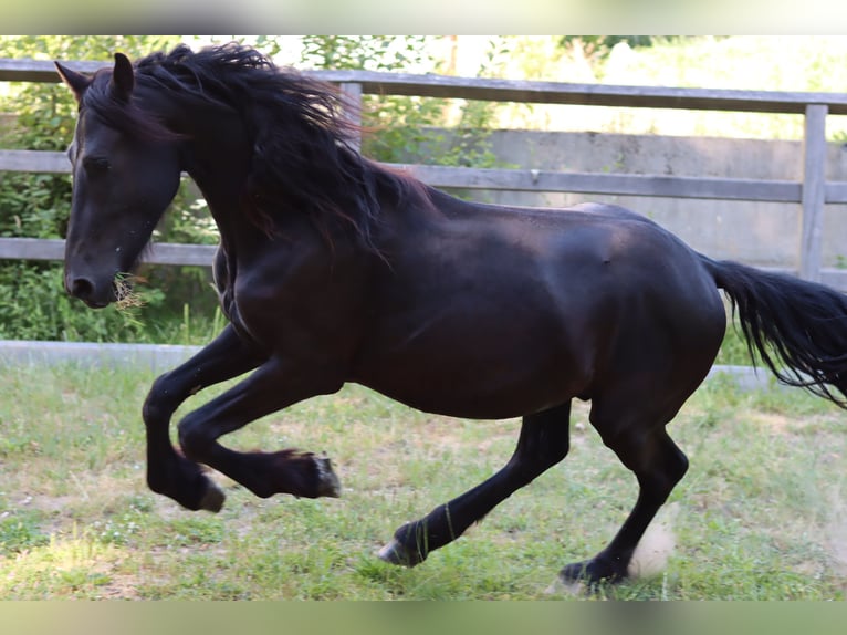 Arabo-Friesian Stallion 2 years 15.1 hh Black in Tienen