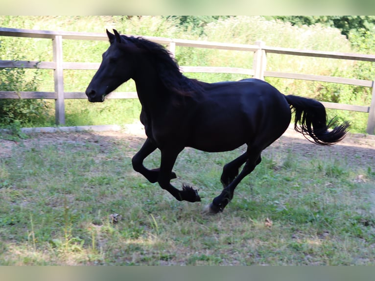 Arabo-Friesian Stallion 2 years 15.1 hh Black in Tienen