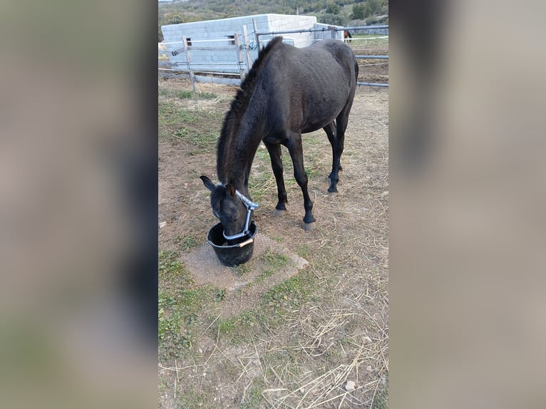 Arabo-Friesian Stallion 2 years 16,2 hh Black in Navalperal De Pinares