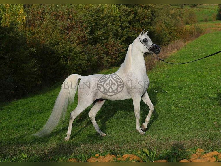 Arabo-Friesian Stallion 3 years 15,3 hh Gray in Jas&#x142;o