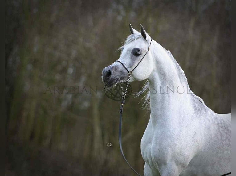 Arabo-Friesian Stallion 3 years 15,3 hh Gray in Jas&#x142;o