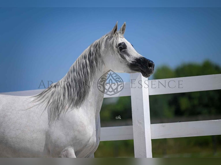 Arabo-Friesian Stallion 3 years 15,3 hh Gray in Jas&#x142;o
