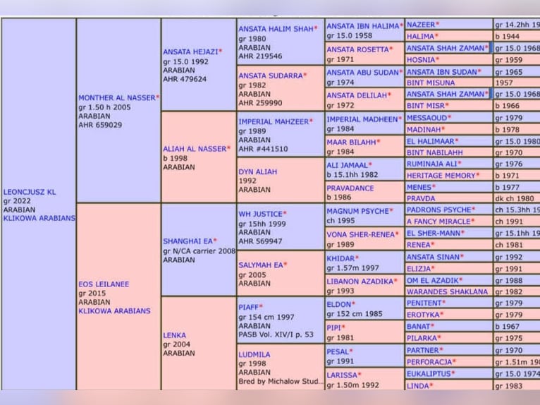 Arabo-Friesian Stallion 3 years 15,3 hh Gray in Jas&#x142;o