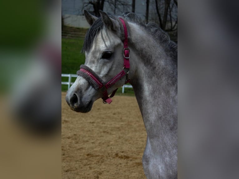 Arabo-Friesian Stallion 3 years 15,3 hh Gray in Jas&#x142;o