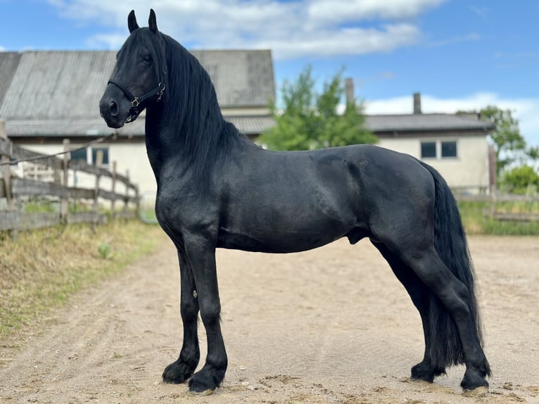 Arabo-Friesian Stallion 6 years 15,3 hh Black in Forst (Hunsr&#xFC;ck)