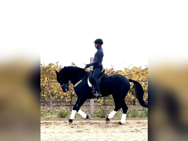 Arabo-Friesian Mix Stallion 7 years 15,1 hh Black in Tudela De Duero