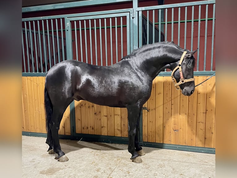 Arabo-Friesian Mix Stallion 7 years 15,1 hh Black in Tudela De Duero