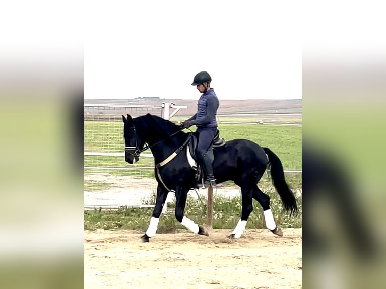 Arabo-Friesian Mix Stallion 7 years 15,1 hh Black in Tudela De Duero