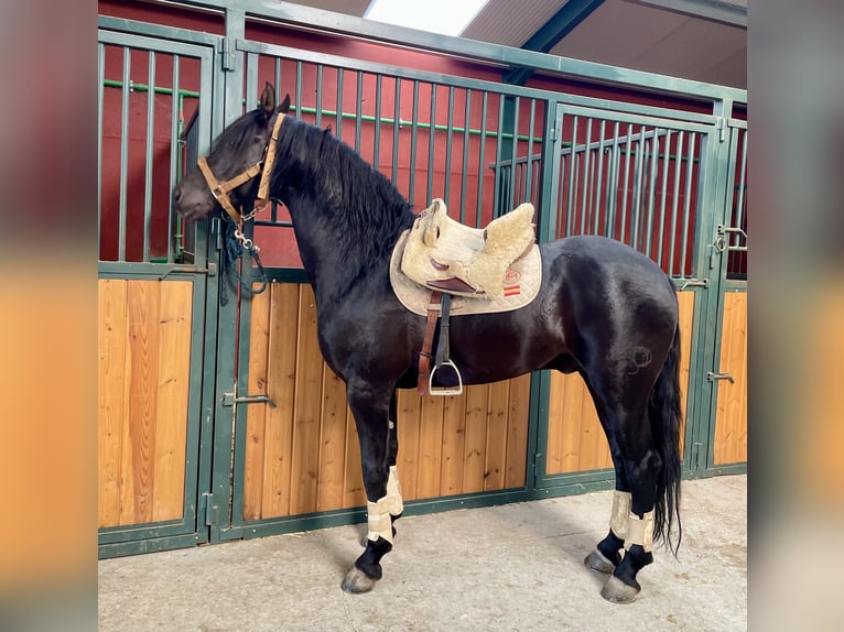 Arabo-Friesian Mix Stallion 7 years 15,1 hh Black in Tudela De Duero