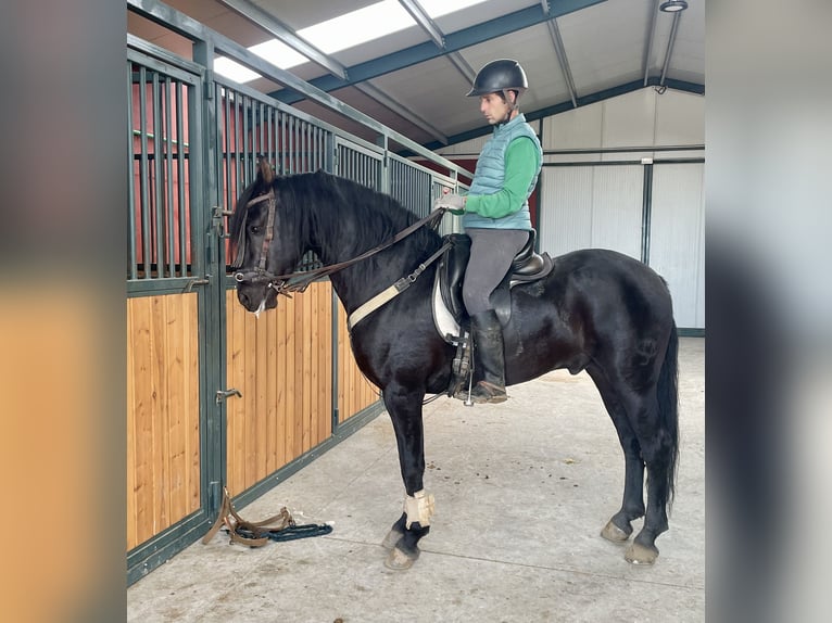 Arabo-Friesian Mix Stallion 7 years 15,1 hh Black in Tudela De Duero