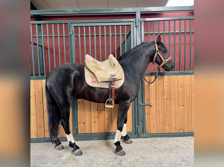 Arabo-Friesian Mix Stallion 7 years 15,1 hh Black in Tudela De Duero