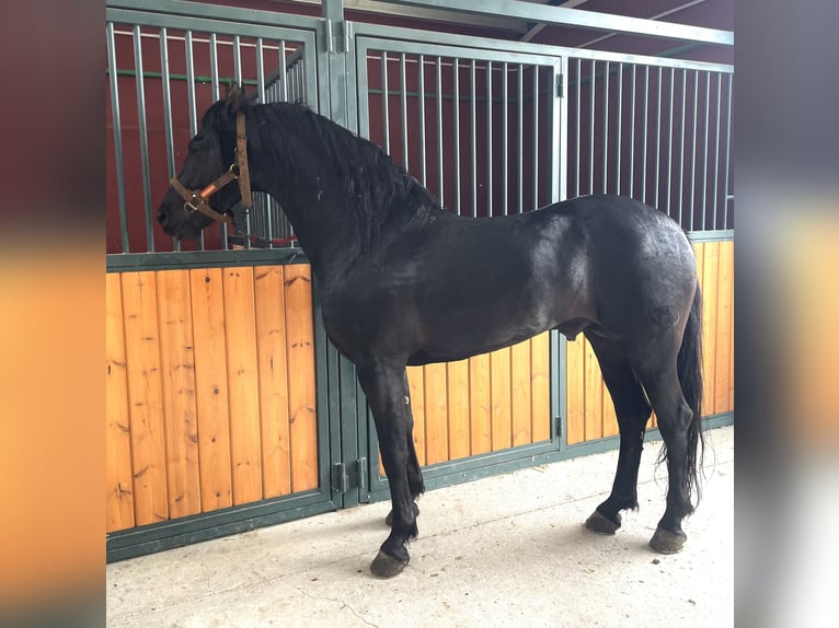 Arabo-Friesian Mix Stallion 7 years 15,1 hh Black in Tudela De Duero