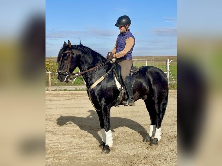 Arabo-Friesian Mix Stallion 7 years 15,1 hh Black in Tudela De Duero