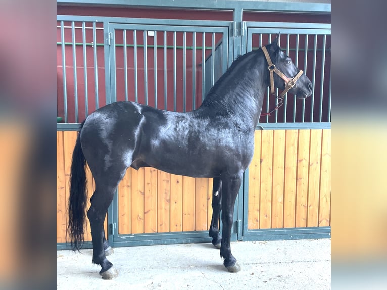 Arabo-Friesian Mix Stallion 7 years 15,1 hh Black in Tudela De Duero