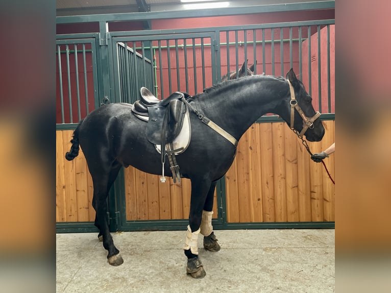 Arabo-Friesian Mix Stallion 7 years 15,1 hh Black in Tudela De Duero