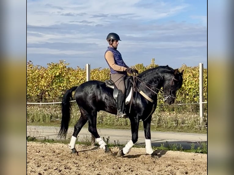 Arabo-Friesian Mix Stallion 7 years 15,1 hh Black in Tudela De Duero