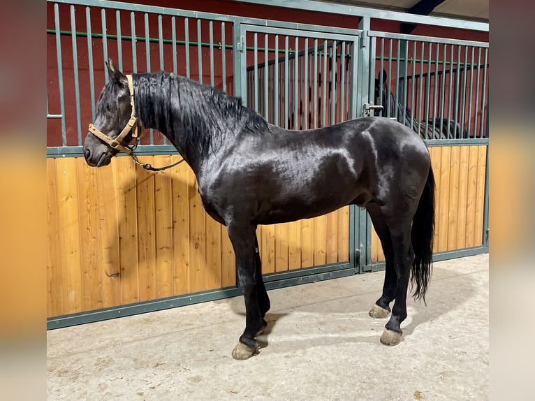 Arabo-Friesian Mix Stallion 7 years 15,1 hh Black in Tudela De Duero