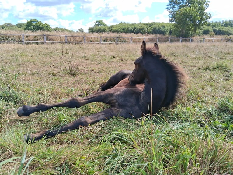 Arabo-Friesian Stallion Foal (05/2025) 12,2 hh Black in Jullouville