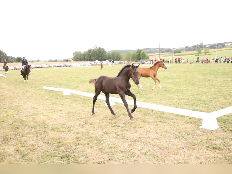 Arabo-Friesian Stallion Foal (05/2024) Black in Aurach