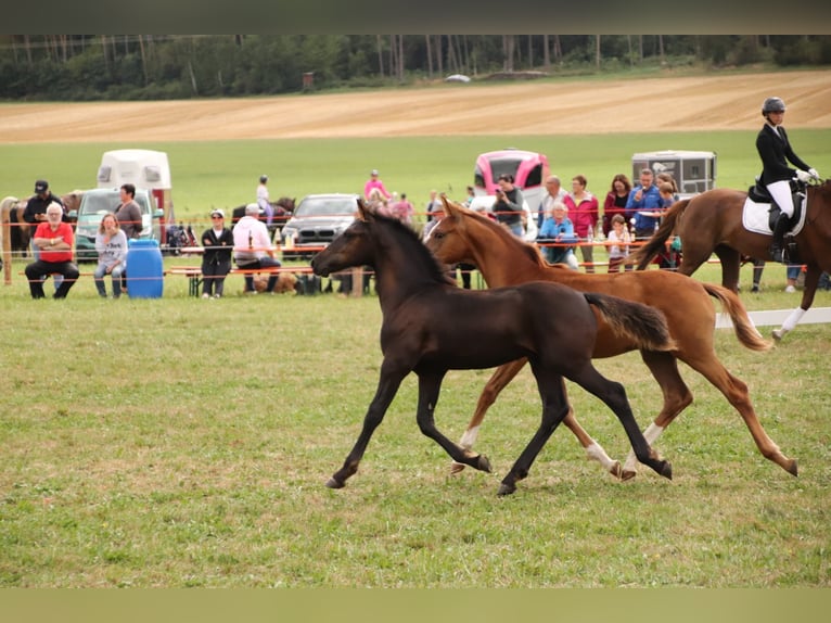 Arabo-Friesian Stallion Foal (05/2024) Black in Aurach