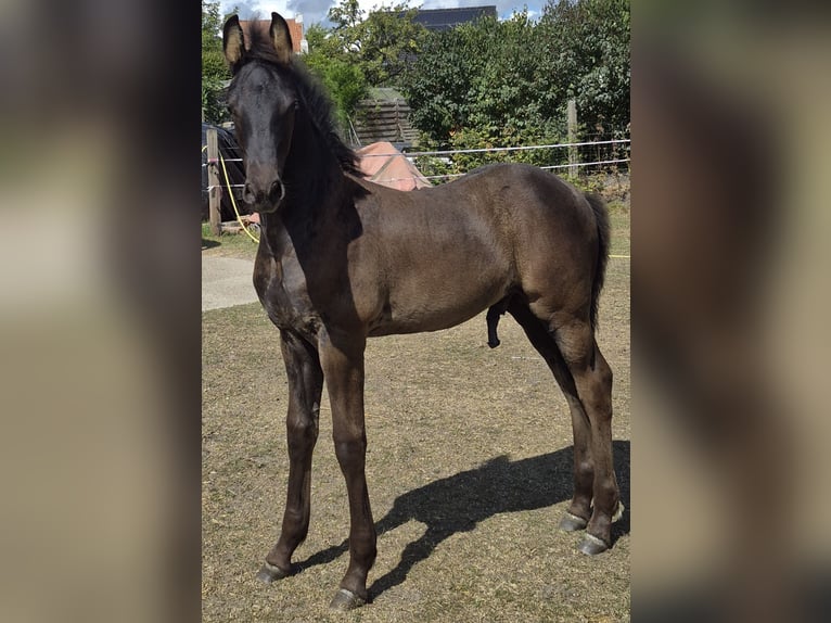 Arabo-Friesian Stallion Foal (06/2025) Black in Waarschoot