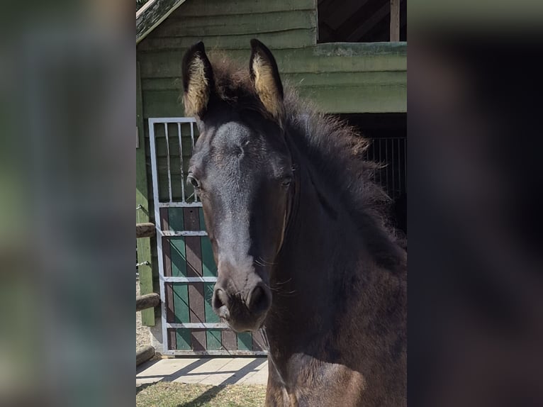 Arabo-Friesian Stallion Foal (06/2025) Black in Waarschoot