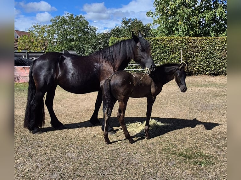 Arabo-Friesian Stallion Foal (06/2025) Black in Waarschoot