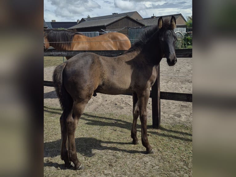 Arabo-Friesian Stallion Foal (06/2025) Black in Waarschoot