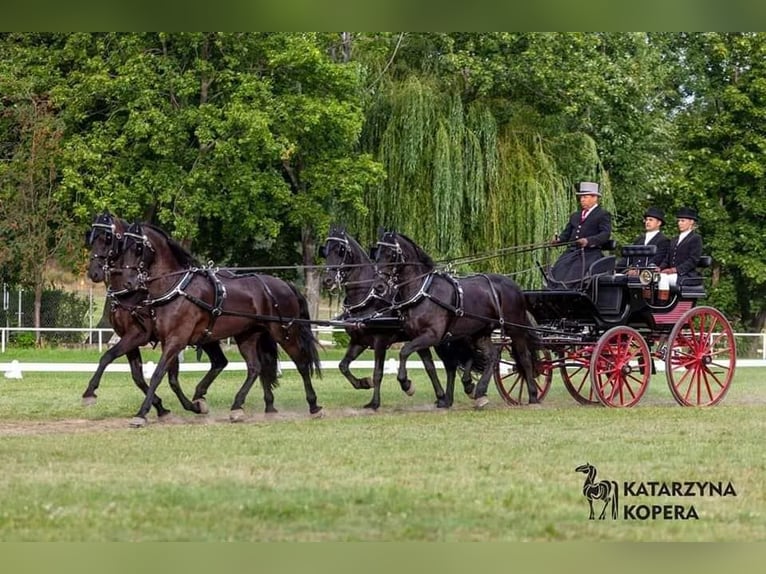 Arabo-Friesian Wałach 12 lat 162 cm Kara in Rokocin