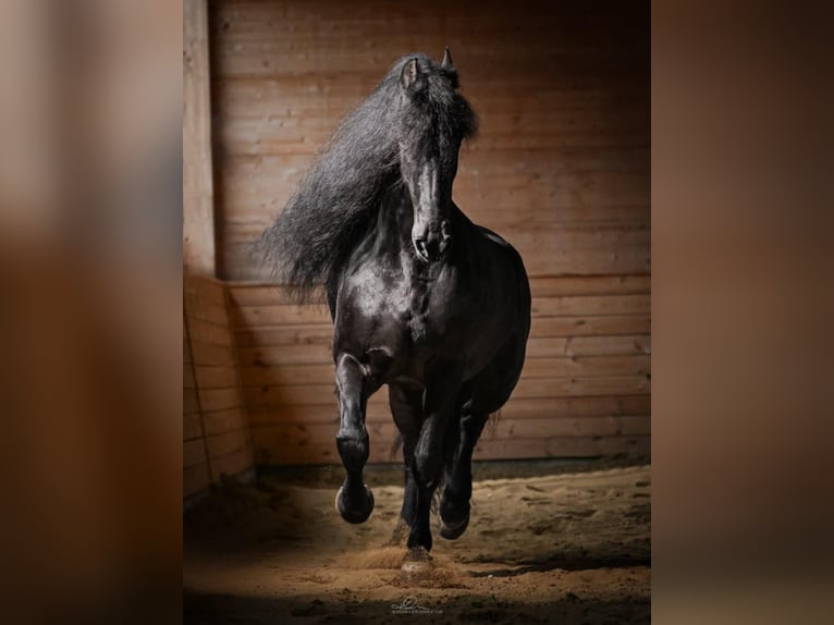 Arabo-Friesian Wałach 12 lat 162 cm Kara in Rokocin