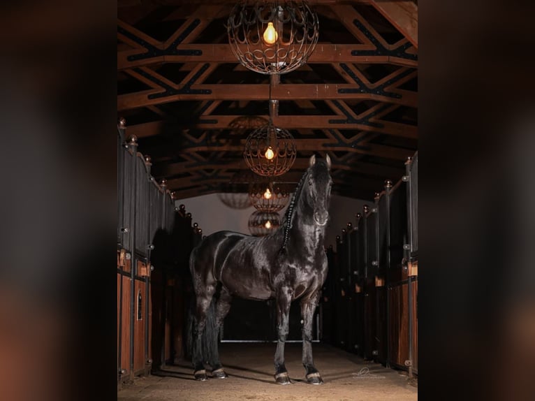 Arabo-Friesian Wałach 12 lat 162 cm Kara in Rokocin
