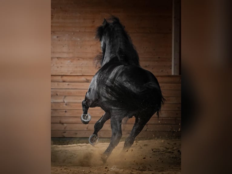 Arabo-Friesian Wałach 12 lat 162 cm Kara in Rokocin
