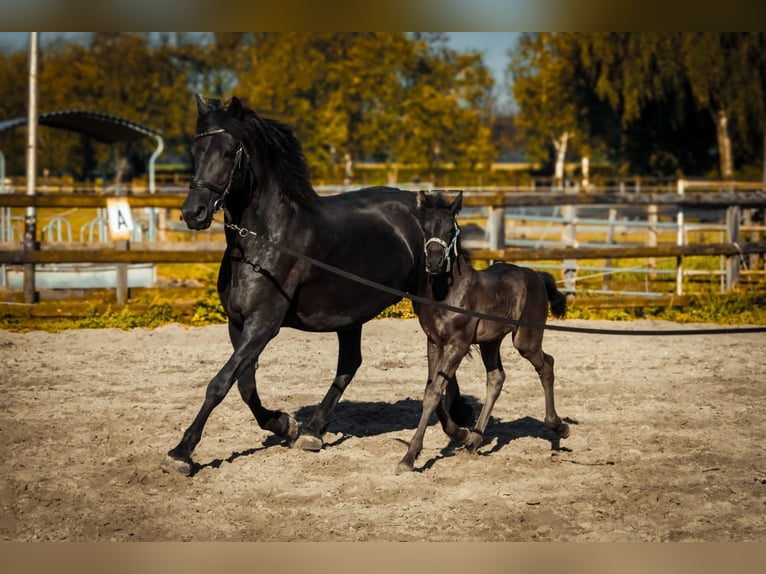 Arabo-Friesian Wałach 1 Rok 145 cm Kara in Oud Gastel