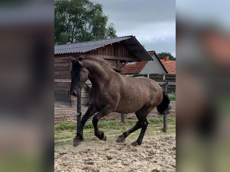 Arabo-Friesian Wałach 7 lat 160 cm Grullo in Roswinkel