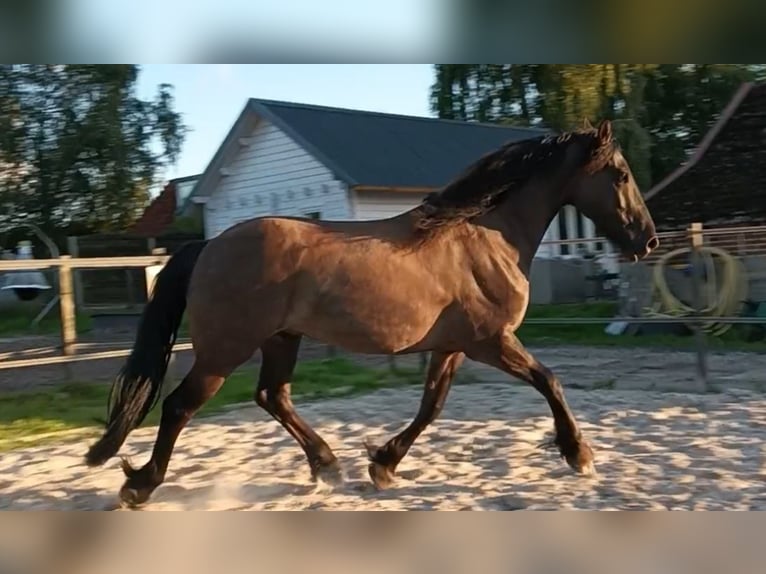 Arabo-Friesian Wałach 7 lat 160 cm Grullo in Roswinkel