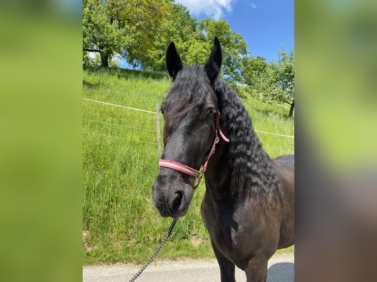 Arabo-Friesian Wałach 8 lat 165 cm Kara in Feldkirchen