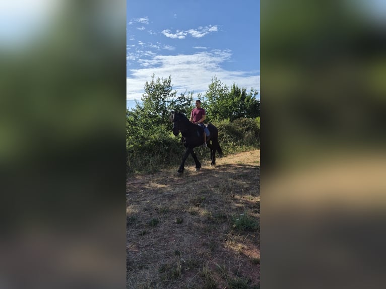 Arabo-Frisón Caballo castrado 13 años 165 cm Negro in Annweiler